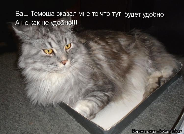 Ваш Темоша сказал мне то что тут будет удобно А не как не удобно!!!... Котоматрица: Ваш Темоша сказал мне то что тут будет удобно А не как не удобно!!!