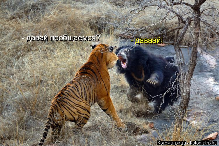 - давай пообщаемся? - даваай!... Котоматрица: - давай пообщаемся? - даваай!