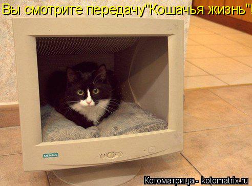 Вы смотрите передачу"Кошачья жизнь"!... Котоматрица: Вы смотрите передачу"Кошачья жизнь"!