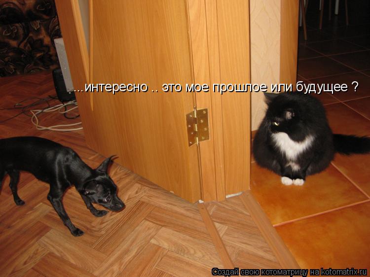 ...интересно .. это мое прошлое или будущее ?... Котоматрица: ...интересно .. это мое прошлое или будущее ?