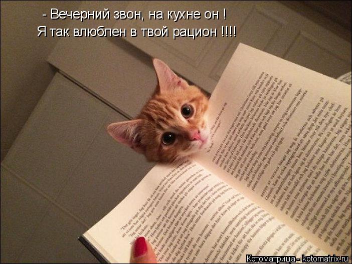 - Вечерний звон, на кухне он ! Я так влюблен в твой рацион !!!!... Котоматрица: - Вечерний звон, на кухне он ! Я так влюблен в твой рацион !!!!