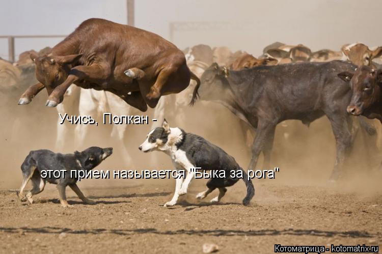 Учись, Полкан - этот прием называется "Быка за рога"... Котоматрица: Учись, Полкан - этот прием называется "Быка за рога"