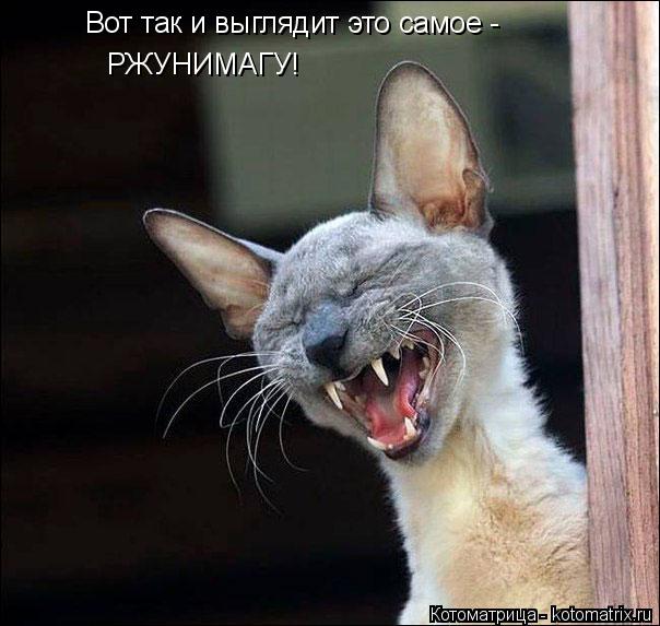 Вот так и выглядит это самое - РЖУНИМАГУ!... Котоматрица: Вот так и выглядит это самое - РЖУНИМАГУ!