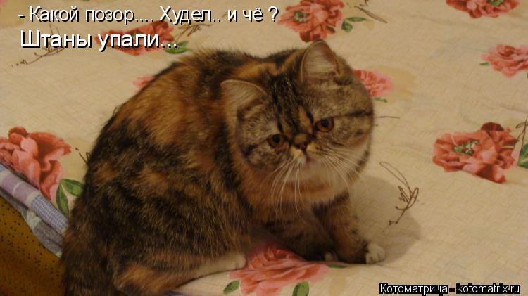 - Какой позор.... Худел.. и чё ? Штаны упали...... Котоматрица: - Какой позор.... Худел.. и чё ? Штаны упали...