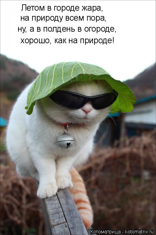 Летом в городе жара, на природу всем пора, ну, а в полдень в огороде, хорошо, как на природе!... Котоматрица: Летом в городе жара, на природу всем пора, ну, а в полдень в огороде, хорошо, как на природе!