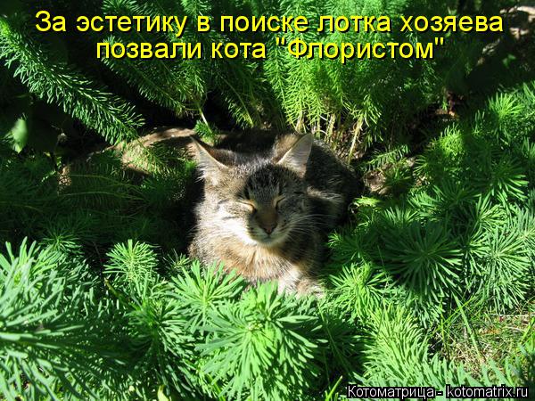 За эстетику в поиске лотка хозяева позвали кота "Флористом"... Котоматрица: За эстетику в поиске лотка хозяева позвали кота "Флористом"