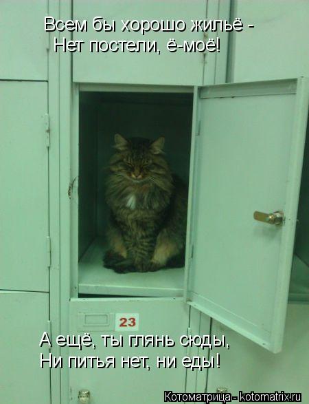 Всем бы хорошо жильё - Нет постели, ё-моё! А ещё, ты глянь сюды, Ни питья нет, ни еды!... Котоматрица: Всем бы хорошо жильё - Нет постели, ё-моё! А ещё, ты глянь сюды, Ни питья нет, ни еды!