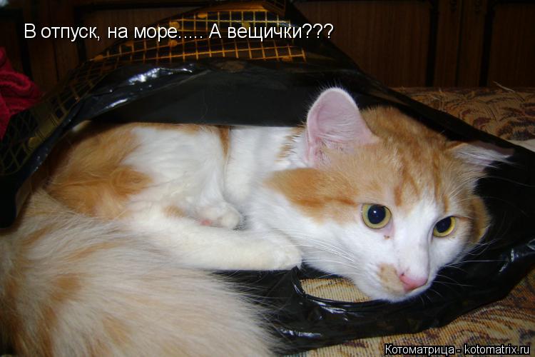 В отпуск, на море..... А вещички???... Котоматрица: В отпуск, на море..... А вещички???