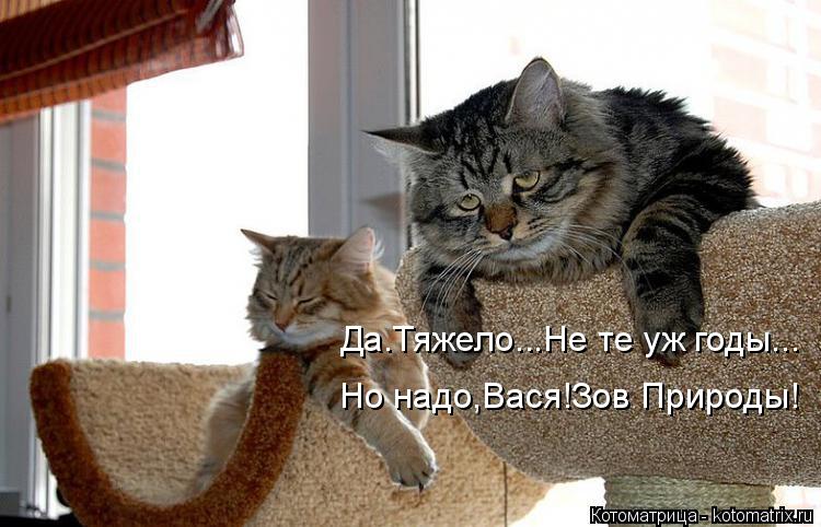 Котоматрица: Да.Тяжело...Не те уж годы... Но надо,Вася!Зов Природы!