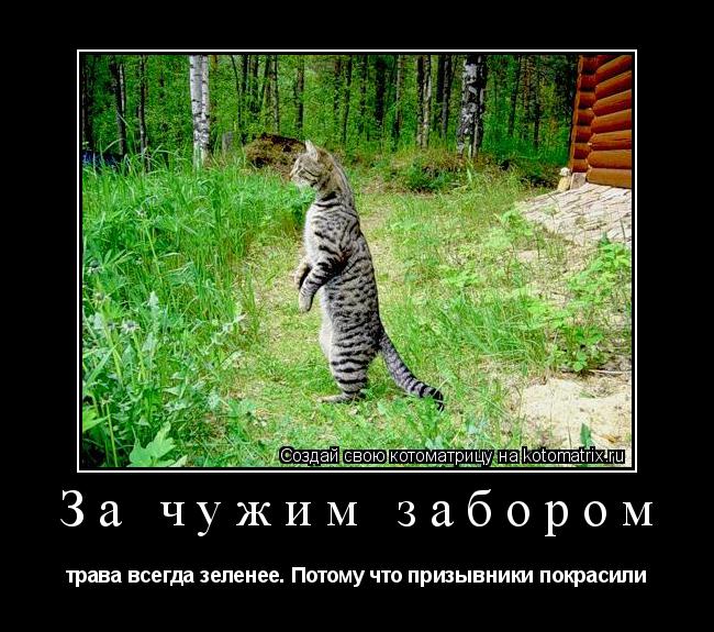 За чужим забором трава всегда зеленее. Потому что призывники покрасили... Котоматрица: За чужим забором трава всегда зеленее. Потому что призывники покрасили