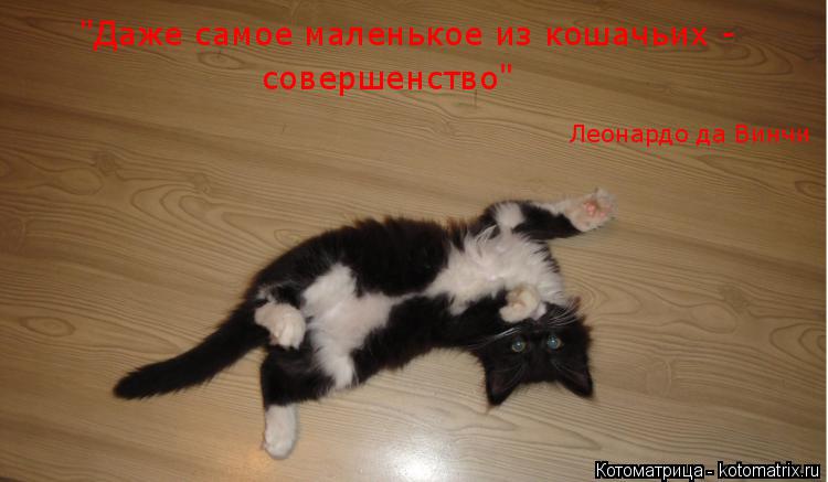 Котоматрица: "Даже самое маленькое из кошачьих -   совершенство" Леонардо да Винчи