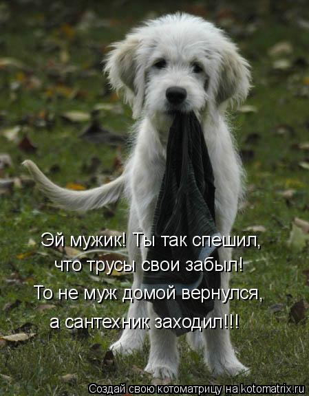 Эй мужик! Ты так спешил, что трусы свои забыл! То не муж домой вернулся, а сантехник заходил!!!... Котоматрица: Эй мужик! Ты так спешил, что трусы свои забыл! То не муж домой вернулся, а сантехник заходил!!!