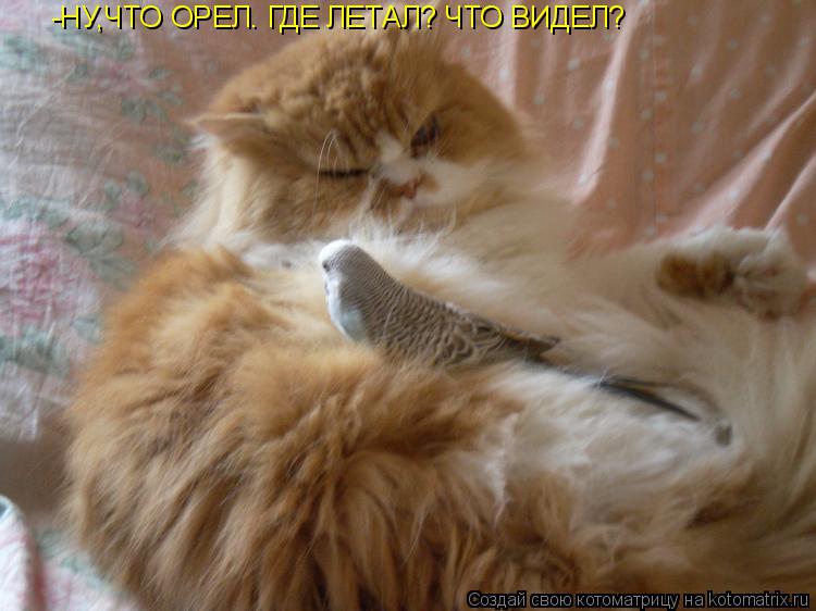 Котоматрица: НУ,ЧТО ОРЕЛ. ГДЕ ЛЕТАЛ, ЧТО ВИДЕЛ -НУ,ЧТО ОРЕЛ. ГДЕ ЛЕТАЛ? ЧТО ВИДЕЛ?