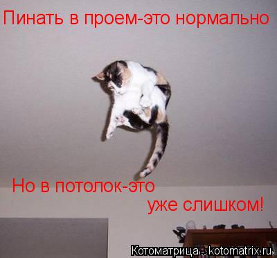 Пинать в проем-это нормально Но в потолок-это уже слишком!... Котоматрица: Пинать в проем-это нормально Но в потолок-это уже слишком!
