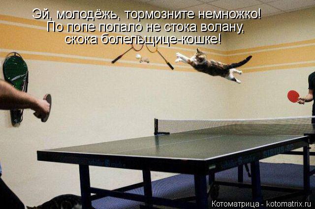 Эй, молодёжь, тормозните немножко! По попе попало не стока волану, скока болельщице-кошке!... Котоматрица: Эй, молодёжь, тормозните немножко! По попе попало не стока волану, скока болельщице-кошке!