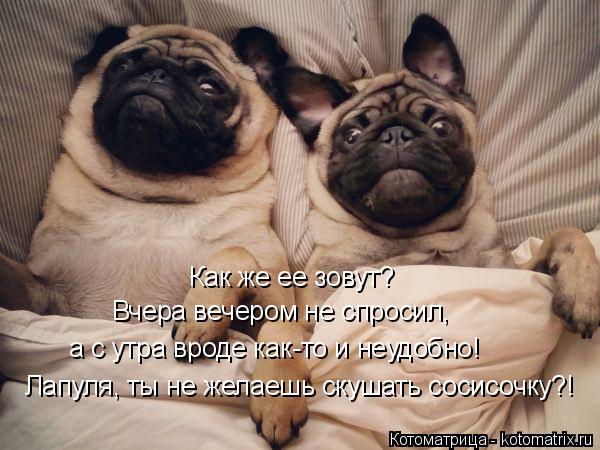 Как же ее зовут? Вчера вечером не спросил, а с утра вроде как-то и неудобно! Лапуля, ты не желаешь ск... Котоматрица: Как же ее зовут? Вчера вечером не спросил, а с утра вроде как-то и неудобно! Лапуля, ты не желаешь скушать сосисочку?!