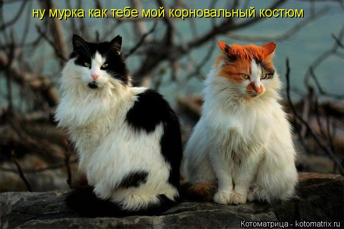Котоматрица: ну мурка как тебе мой корновальный костюм