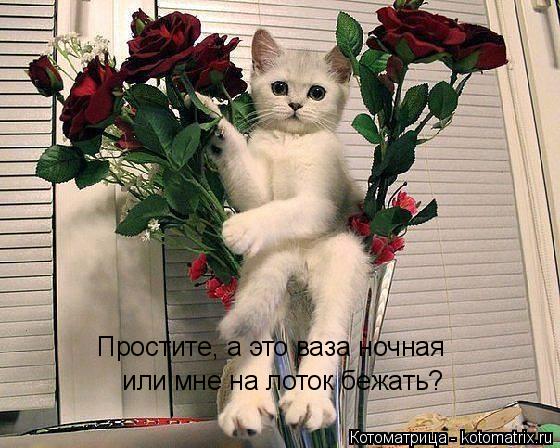Простите, а это ваза ночная или мне на лоток бежать?... Котоматрица: Простите, а это ваза ночная или мне на лоток бежать?