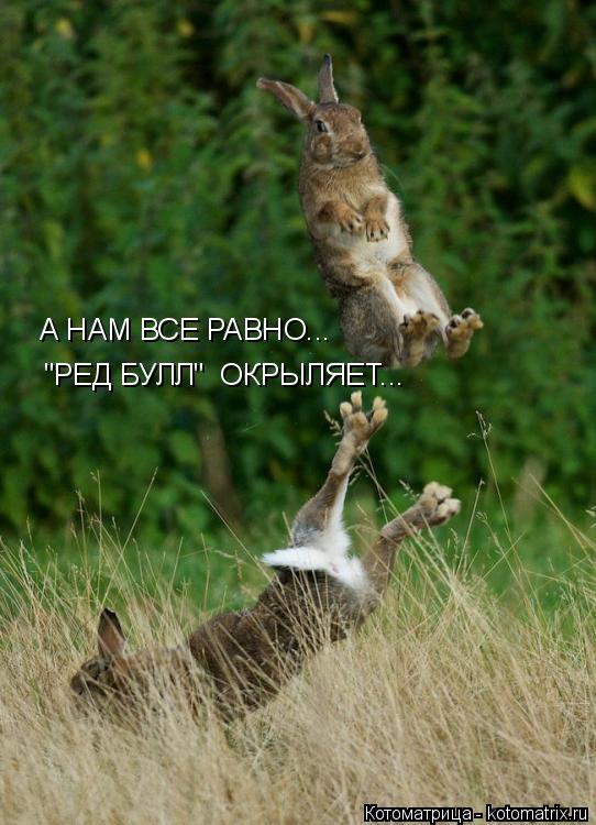 Котоматрица: А НАМ ВСЕ РАВНО...  "РЕД БУЛЛ"  ОКРЫЛЯЕТ...