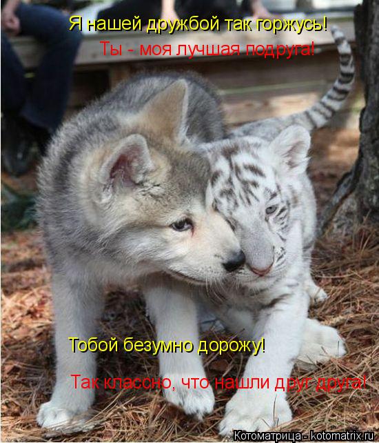 Я нашей дружбой так горжусь! Ты - моя лучшая подруга! Тобой безумно дорожу! Так классно, что нашли др... Котоматрица: Я нашей дружбой так горжусь! Ты - моя лучшая подруга! Тобой безумно дорожу! Так классно, что нашли друг друга!
