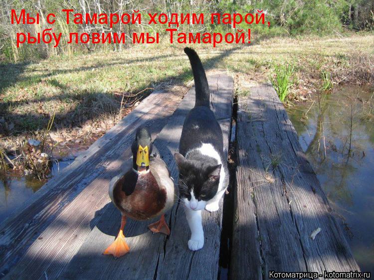 Мы с Тамарой ходим парой, рыбу ловим мы Тамарой!... Котоматрица: Мы с Тамарой ходим парой, рыбу ловим мы Тамарой!