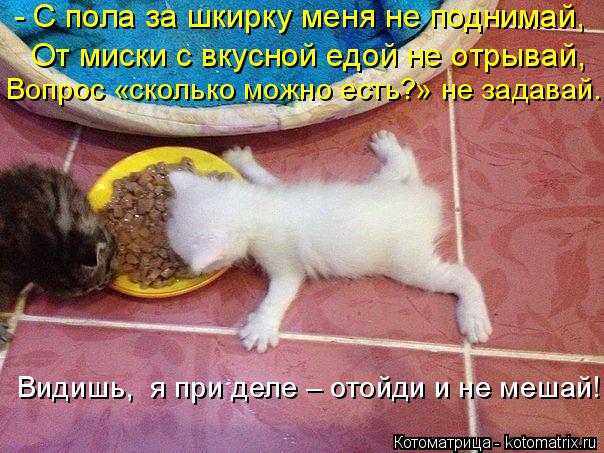 Вопрос «сколько можно есть?» не задавай. - С пола за шкирку меня не поднимай, От миски с вкусной едой... Котоматрица: Вопрос «сколько можно есть?» не задавай. - С пола за шкирку меня не поднимай, От миски с вкусной едой не отрывай, Видишь, я при деле – отойди и