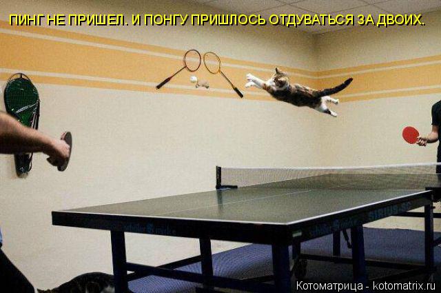 ПИНГ НЕ ПРИШЕЛ. И ПОНГУ ПРИШЛОСЬ ОТДУВАТЬСЯ ЗА ДВОИХ.... Котоматрица: ПИНГ НЕ ПРИШЕЛ. И ПОНГУ ПРИШЛОСЬ ОТДУВАТЬСЯ ЗА ДВОИХ.
