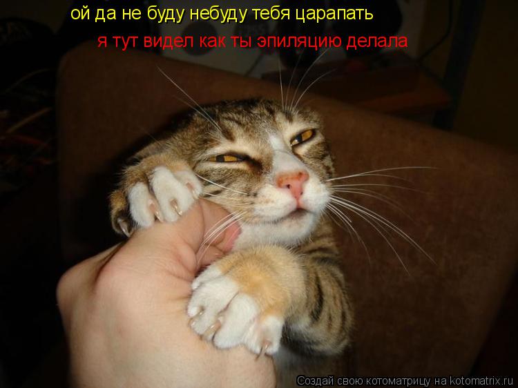 Котоматрица: ой да не буду небуду тебя царапать  я тут видел как ты эпиляцию делала