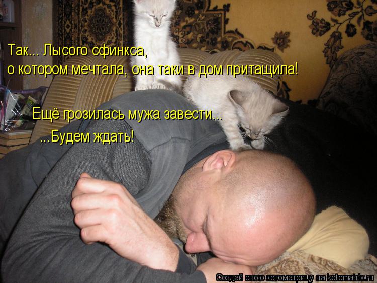 Котоматрица: Так... Лысого сфинкса,  о котором мечтала, она таки в дом притащила! Ещё грозилась мужа завести...  ...Будем ждать!