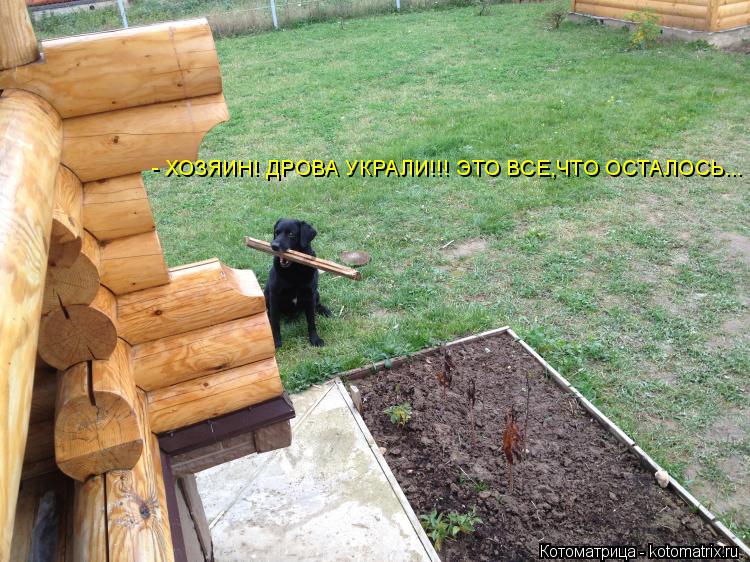 - ХОЗЯИН! ДРОВА УКРАЛИ!!! ЭТО ВСЕ,ЧТО ОСТАЛОСЬ...... Котоматрица: - ХОЗЯИН! ДРОВА УКРАЛИ!!! ЭТО ВСЕ,ЧТО ОСТАЛОСЬ...