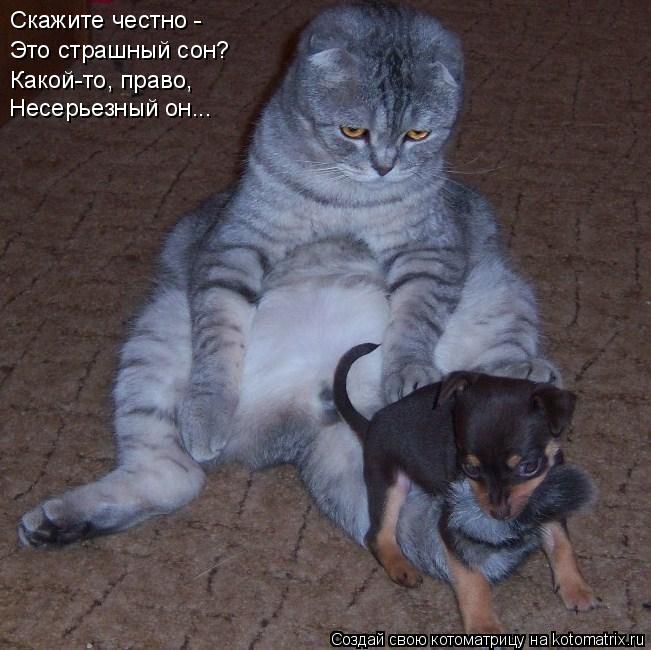 Скажите честно - Это страшный сон? Какой-то, право, Несерьезный он...... Котоматрица: Скажите честно - Это страшный сон? Какой-то, право, Несерьезный он...