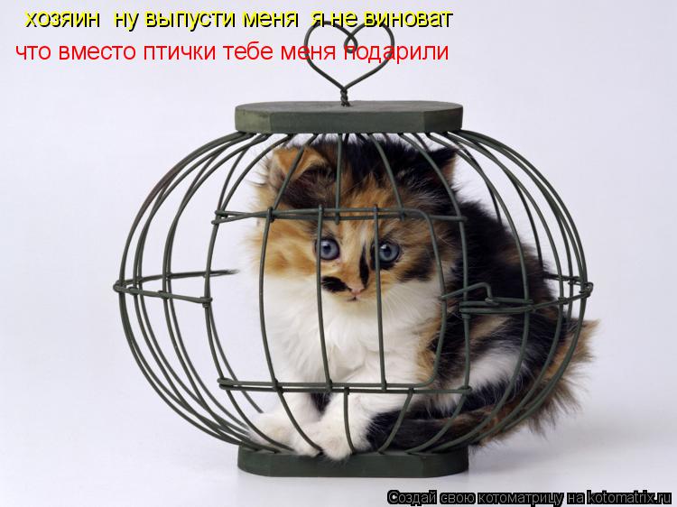 хозяин ну выпусти меня я не виноват что вместо птички тебе меня подарили... Котоматрица: хозяин ну выпусти меня я не виноват что вместо птички тебе меня подарили