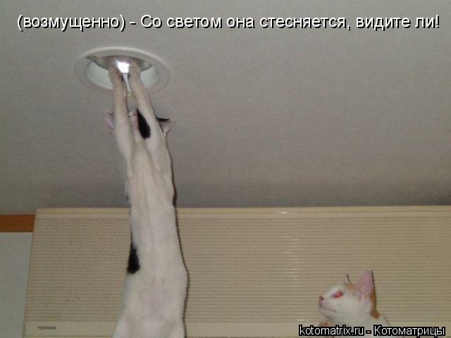 (возмущенно) - Со светом она стесняется, видите ли!... Котоматрица: (возмущенно) - Со светом она стесняется, видите ли!