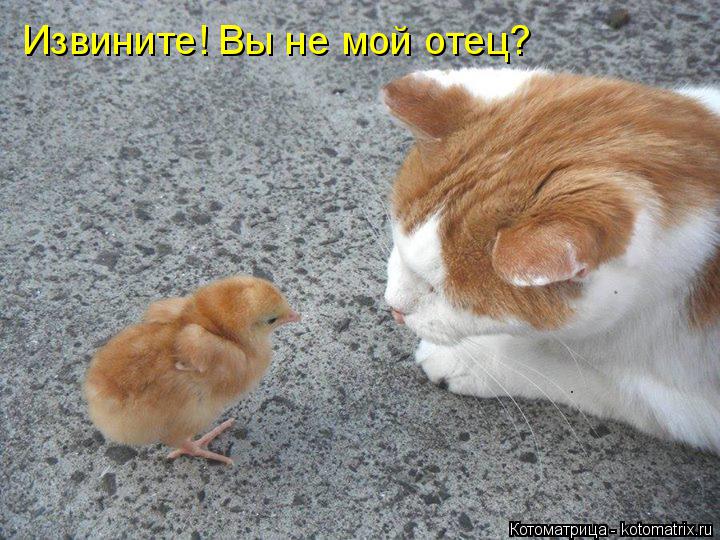 Извините! Вы не мой отец?... Котоматрица: Извините! Вы не мой отец?