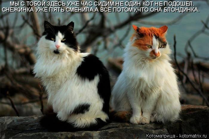 МЫ С ТОБОЙ ЗДЕСЬ УЖЕ ЧАС СИДИМ.НЕ ОДИН КОТ НЕ ПОДОШЕЛ. СНЕЖИНКА УЖЕ ПЯТЬ СМЕНИЛА.А ВСЕ ПОТОМУ,ЧТО ОНА... Котоматрица: МЫ С ТОБОЙ ЗДЕСЬ УЖЕ ЧАС СИДИМ.НЕ ОДИН КОТ НЕ ПОДОШЕЛ. СНЕЖИНКА УЖЕ ПЯТЬ СМЕНИЛА.А ВСЕ ПОТОМУ,ЧТО ОНА БЛОНДИНКА.