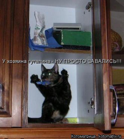 У хозяина гуталина - НУ ПРОСТО ЗАВАЛИСЬ!!!... Котоматрица: У хозяина гуталина - НУ ПРОСТО ЗАВАЛИСЬ!!!