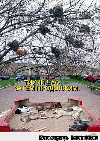 Котоматрица: ТИХИЙ ЧАС. ЗАТЕМ ПРОДОЛЖИМ.