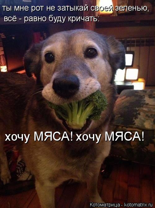 ты мне рот не затыкай своей зеленью, всё - равно буду кричать: хочу МЯСА! хочу МЯСА!... Котоматрица: ты мне рот не затыкай своей зеленью, всё - равно буду кричать: хочу МЯСА! хочу МЯСА!