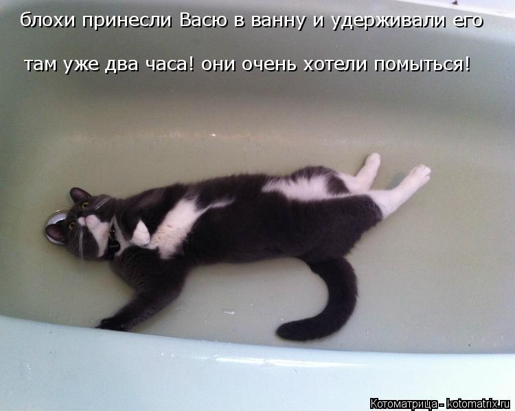 блохи принесли Васю в ванну и удерживали его там уже два часа! они очень хотели помыться!... Котоматрица: блохи принесли Васю в ванну и удерживали его там уже два часа! они очень хотели помыться!