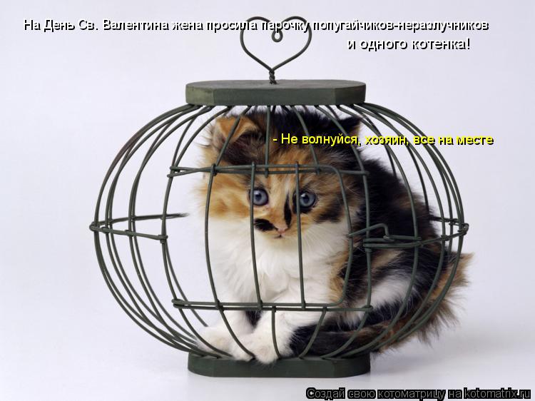 и одного котенка! На День Св. Валентина жена просила парочку попугайчиков-неразлучников - Не волнуйся... Котоматрица: и одного котенка! На День Св. Валентина жена просила парочку попугайчиков-неразлучников - Не волнуйся, хозяин, все на месте