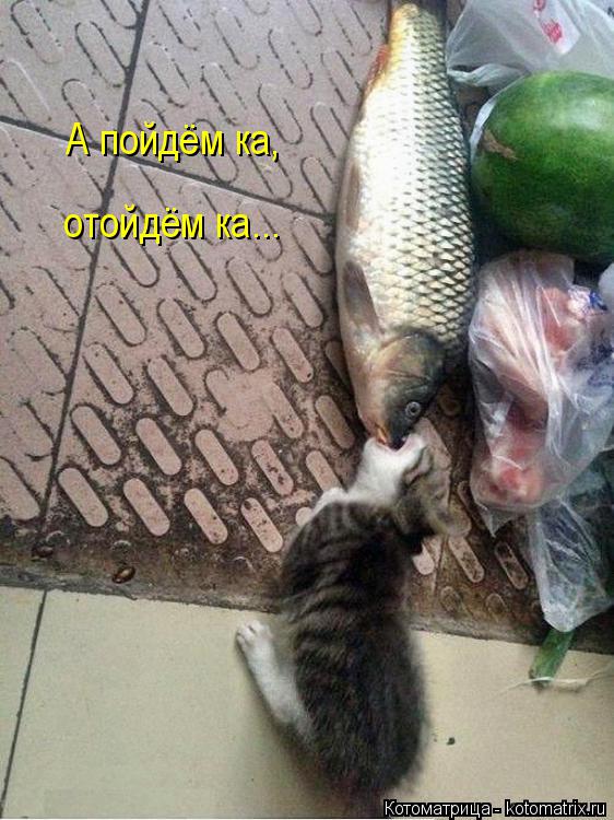 Котоматрица: А пойдём ка,   отойдём ка...