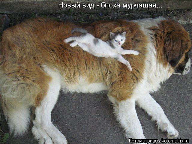 Новый вид - блоха мурчащая...... Котоматрица: Новый вид - блоха мурчащая...