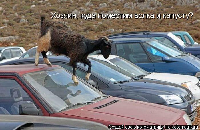 Котоматрица: Хозяин, куда поместим волка и капусту?