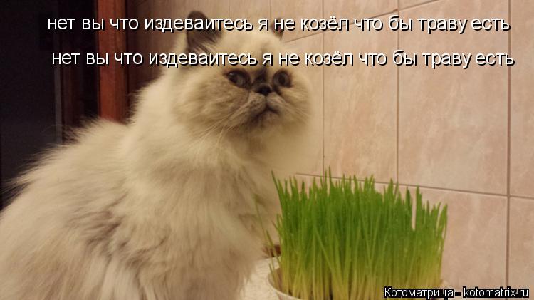 нет вы что издеваитесь я не козёл что бы траву есть нет вы что издеваитесь я не козёл что бы траву ес... Котоматрица: нет вы что издеваитесь я не козёл что бы траву есть нет вы что издеваитесь я не козёл что бы траву есть