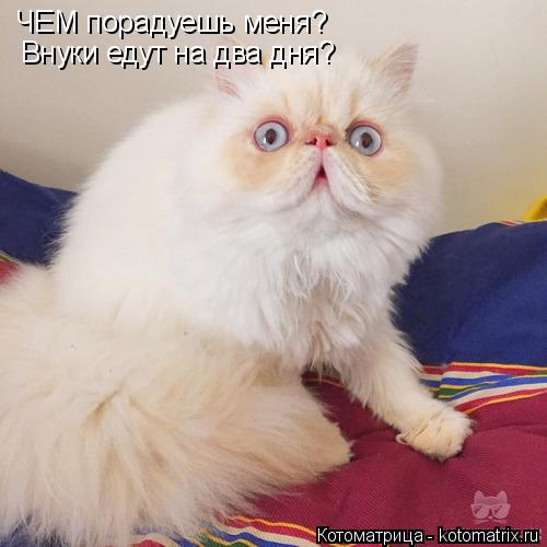 Котоматрица: ЧЕМ порадуешь меня? Внуки едут на два дня?