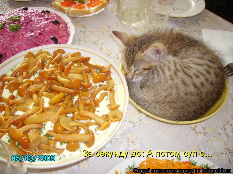 За секунду до: А потом суп с...... Котоматрица: За секунду до: А потом суп с...