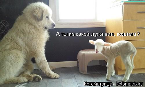 Котоматрица: А ты из какой лужи пил, коллега?
