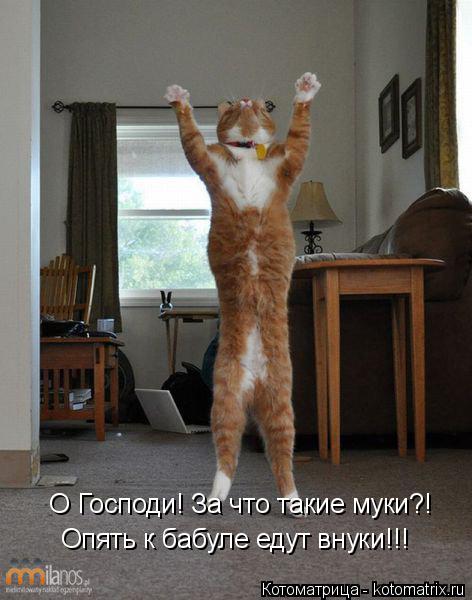 О Господи! За что такие муки?! Опять к бабуле едут внуки!!!... Котоматрица: О Господи! За что такие муки?! Опять к бабуле едут внуки!!!
