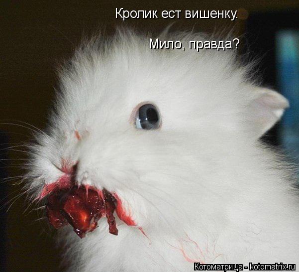 Кролик ест вишенку. Мило, правда?... Котоматрица: Кролик ест вишенку. Мило, правда?