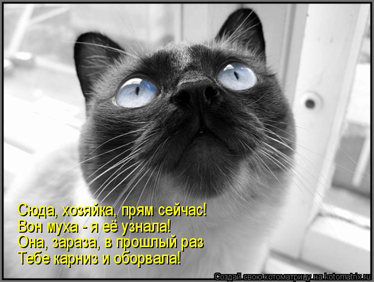Котоматрица: Сюда, хозяйка, прям сейчас! Вон муха - я её узнала! Она, зараза, в прошлый раз Тебе карниз и оборвала!